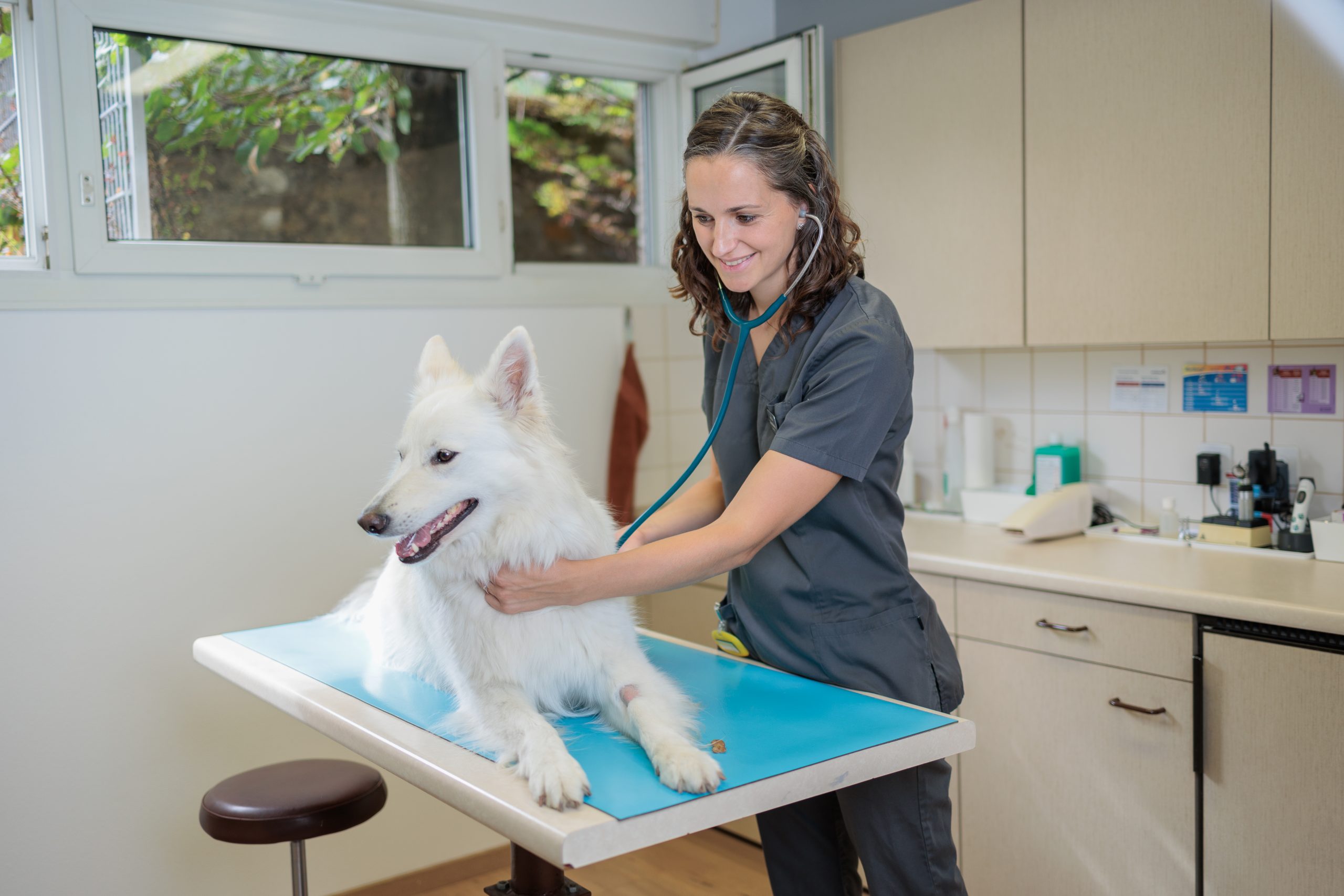 galerie-photos-vetplus-cabinet-v-t-rinaire-neuch-tel